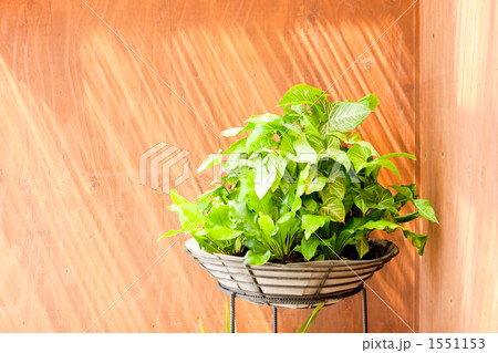 「葉 観葉植物 緑色       」の写真素材