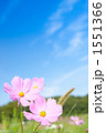 1551366