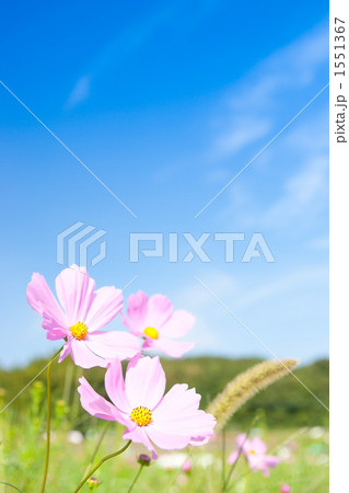 「空 青空 コスモス 花 秋 」の写真素材 「空 青空 コスモス 花 秋 」の写真素材