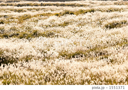 「ススキ 秋 」の写真素材 「ススキ 秋 」の写真素材
