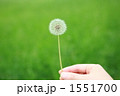 たんぽぽと手