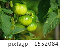 成熟中のトマト