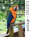 インコ
