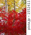 紅葉と白樺