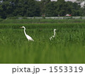 しらさぎ