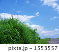 夏の坂道（草むら）