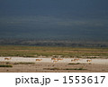 1553617