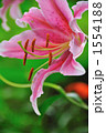 1554188