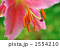 1554210
