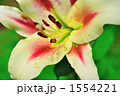 1554221