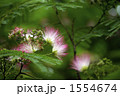 合歓の花