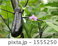 夏野菜　茄子
