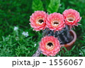 1556067
