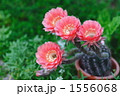 1556068