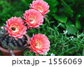 1556069