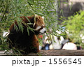 レッサーパンダの食事中