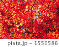 1556586
