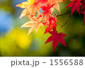 1556588