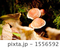 1556592