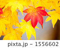 1556602
