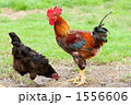 1556606