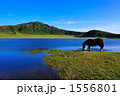 草原と馬