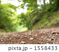 道のまんなか
