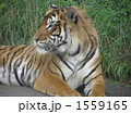 1559165