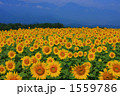明野のひまわり