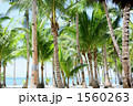 海辺のココナッツ林