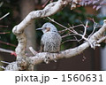 休憩するムクドリ