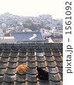 屋根の上のデート
