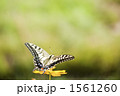 1561260
