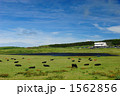 1562856