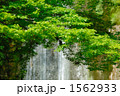 1562933