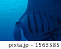 1563585