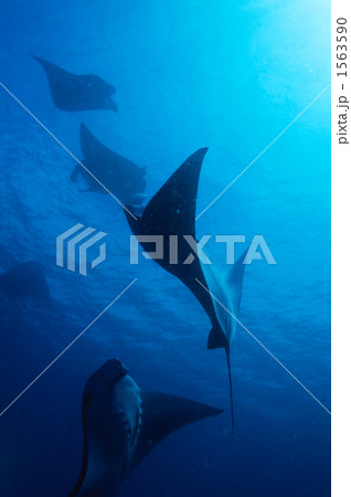 「マンタ 南国 魚群 ポンペイ 」の写真素材