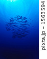 1563594