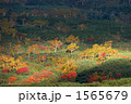 1565679