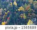1565689