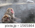 親子で温泉に浸かりくつろぐニホンザル