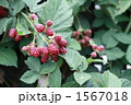 1567018