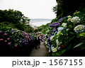 成就院の紫陽花