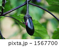 ナスの生長