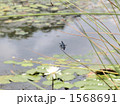1568691