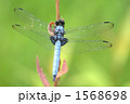 1568698