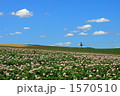 芋の花と青空と一本の木