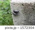 オカダンゴムシ
