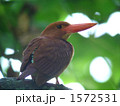 リュウキュウアカショウビン