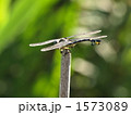 ウチワヤンマ